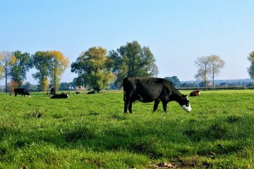 het melken van koeien care4cows.nl